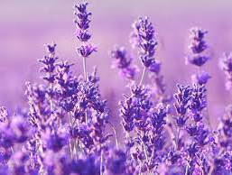 Tanaman Lavender, Beberapa fakta Uniknya